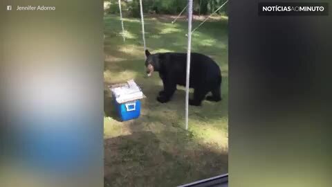 Urso invade festa de aniversário e acaba com o bolo