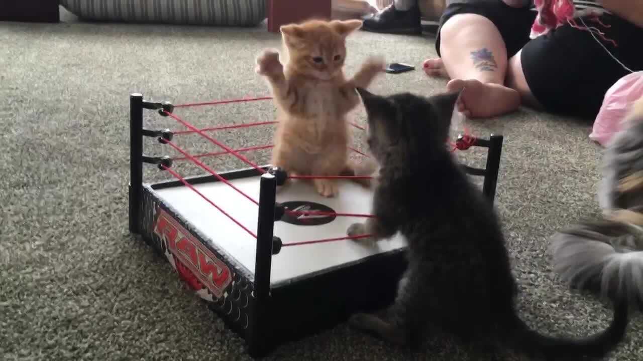 When your Cat just Watched WWE !!!