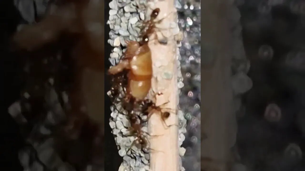 pheidole noda working together to bring the meal home