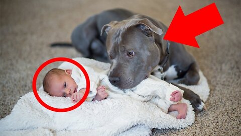 He WARNED His Wife’s Pit Bull Would HARM His Newborn, She Didn’t Listen. Then THIS Happened!