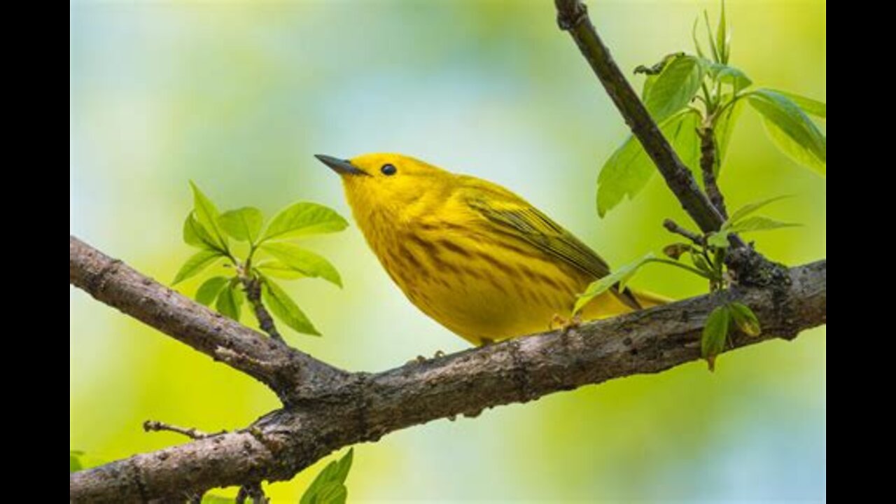 Relaxing Birds Sounds With Passing Cars (Audio Only)