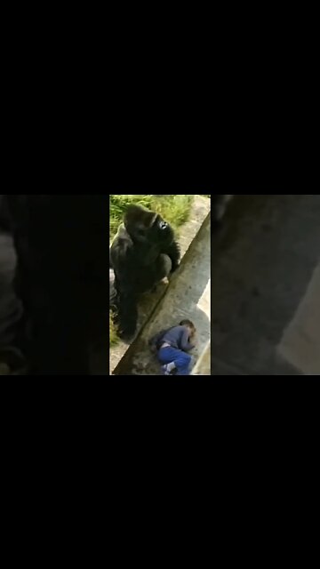 Gorilla SAVES Boy