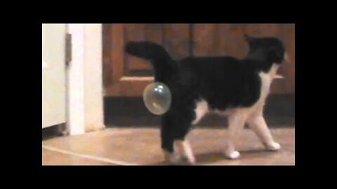 Funnest cat videos 2021,the hardest try not too laugh challenge.