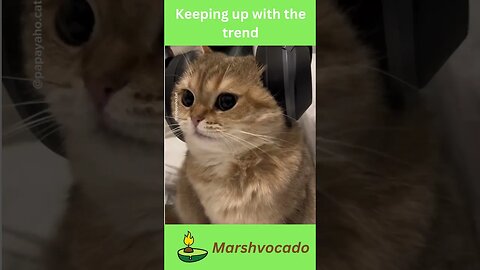 Cute cal listening to music #shorts #cat #fyp #catsoftiktok #funnycatvideos #cute #pet