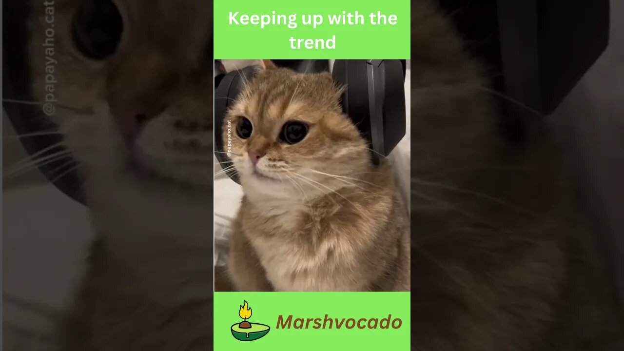 Cute cal listening to music #shorts #cat #fyp #catsoftiktok #funnycatvideos #cute #pet