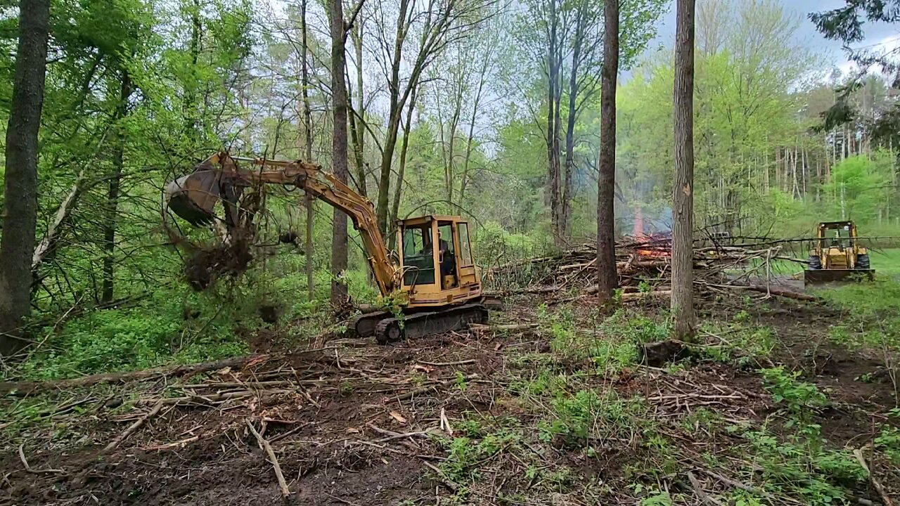 clearing all the dead trees in the woods by my house