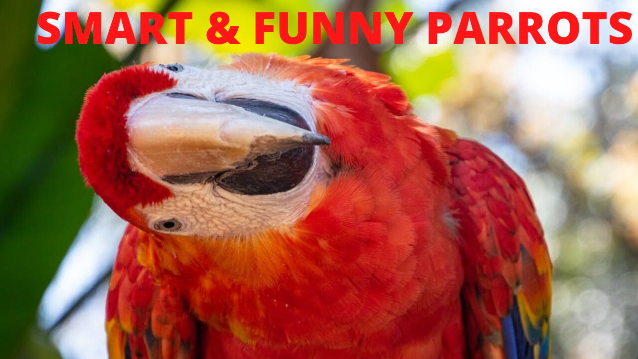 Watch these witty parrots beat Trevor Noah hands down.