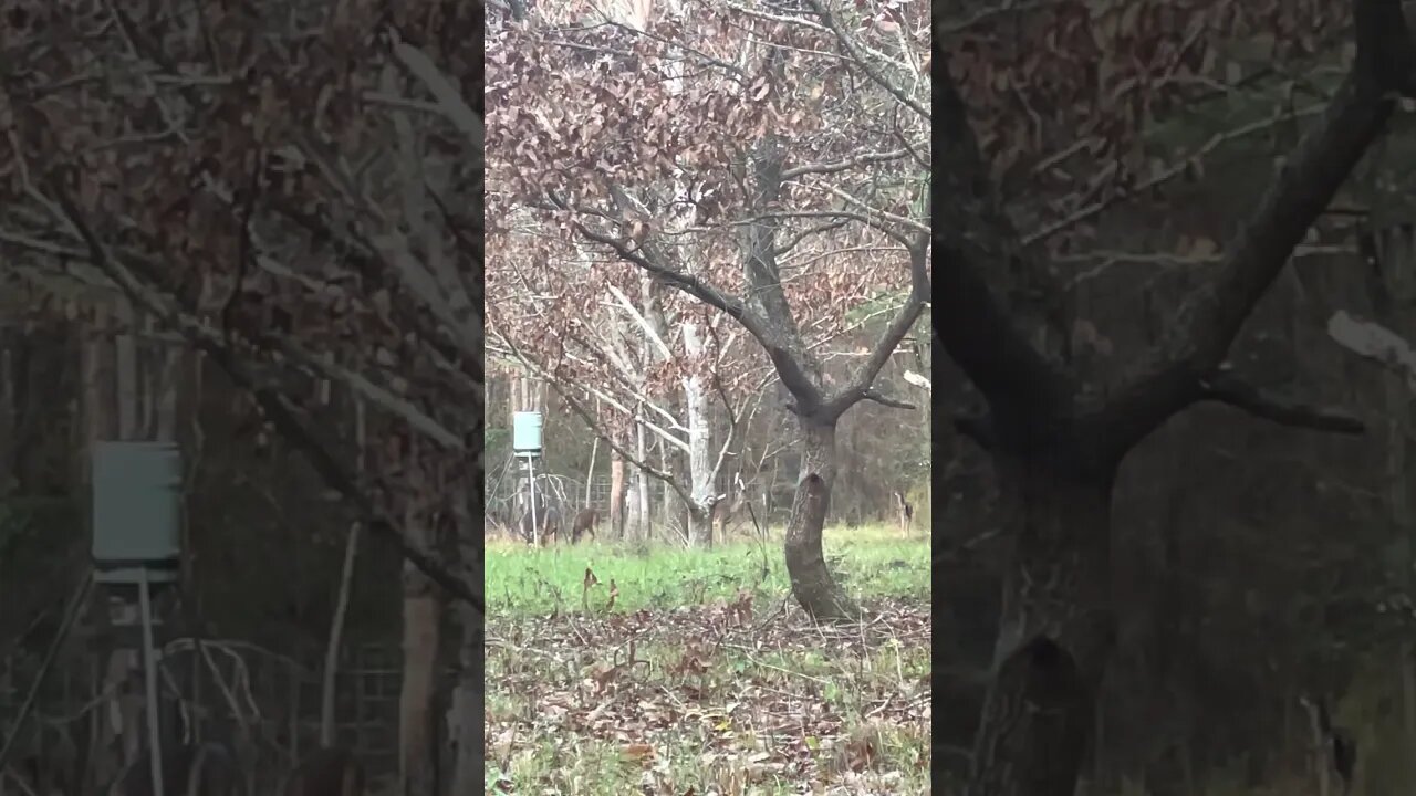 Just 8 minutes of Does & yearling hanging out. Nothing special to learn, just watching interactions