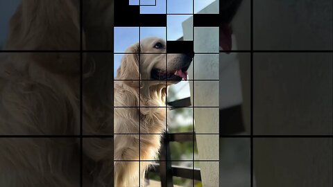 I’am the problem it’s me ! #goldenretriever #ytshortsindia #shorts