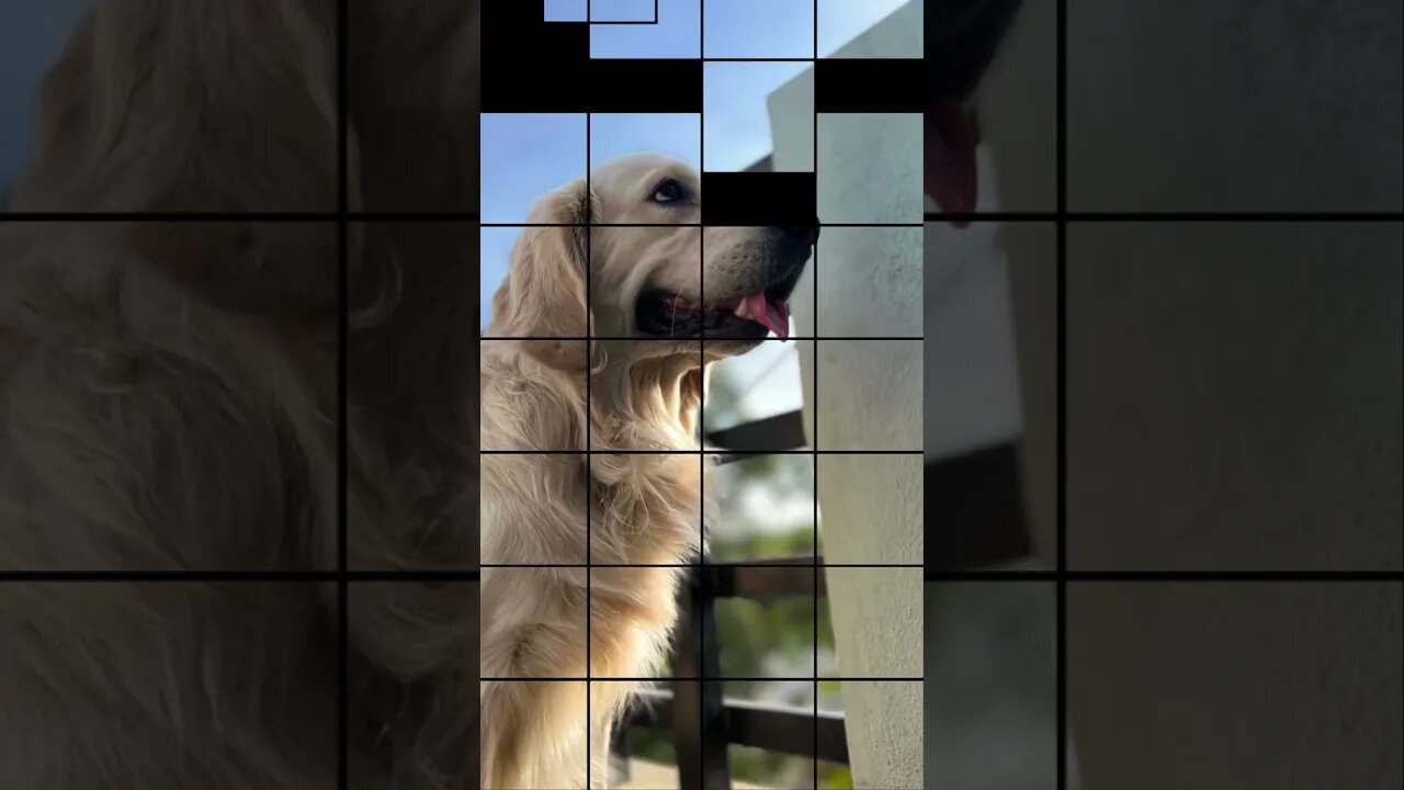 I’am the problem it’s me ! #goldenretriever #ytshortsindia #shorts