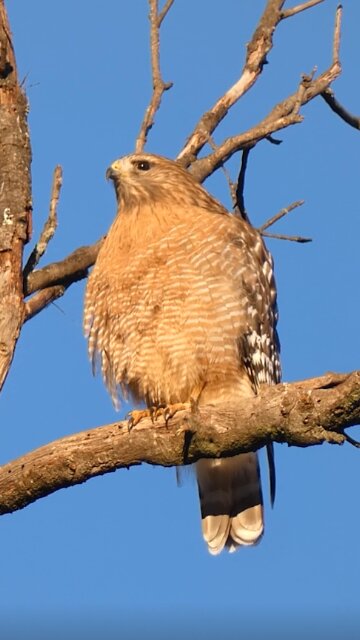 Red-shouldered Hawk🐦Two Point Landing