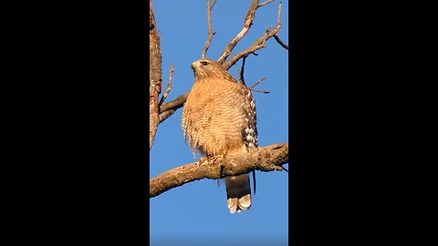 Red-shouldered Hawk🐦Two Point Landing