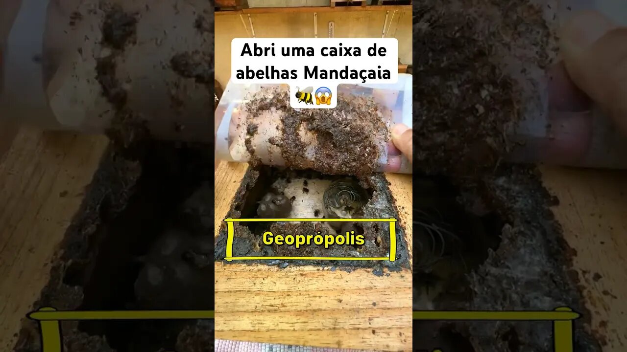 Abri uma caixa de abelhas Mandaçaia 🐝😱 #Shorts