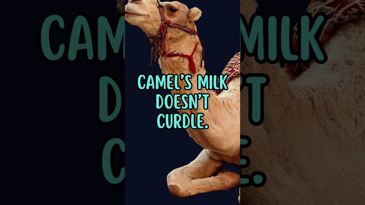 🐪🐫Discover Fascinating Animal Facts👀 #shorts #shortsfact #animalfacts #camel #camelmilk #curd