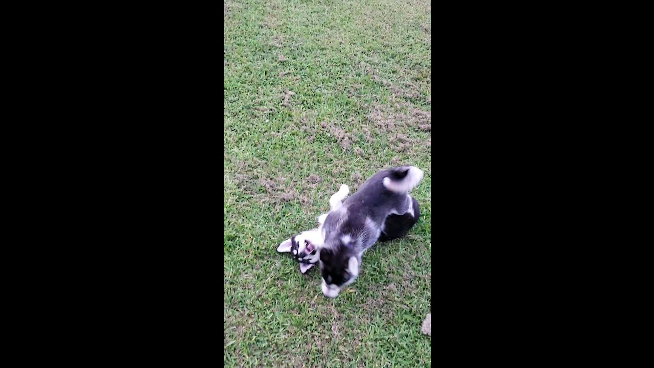 Baby huskies at play