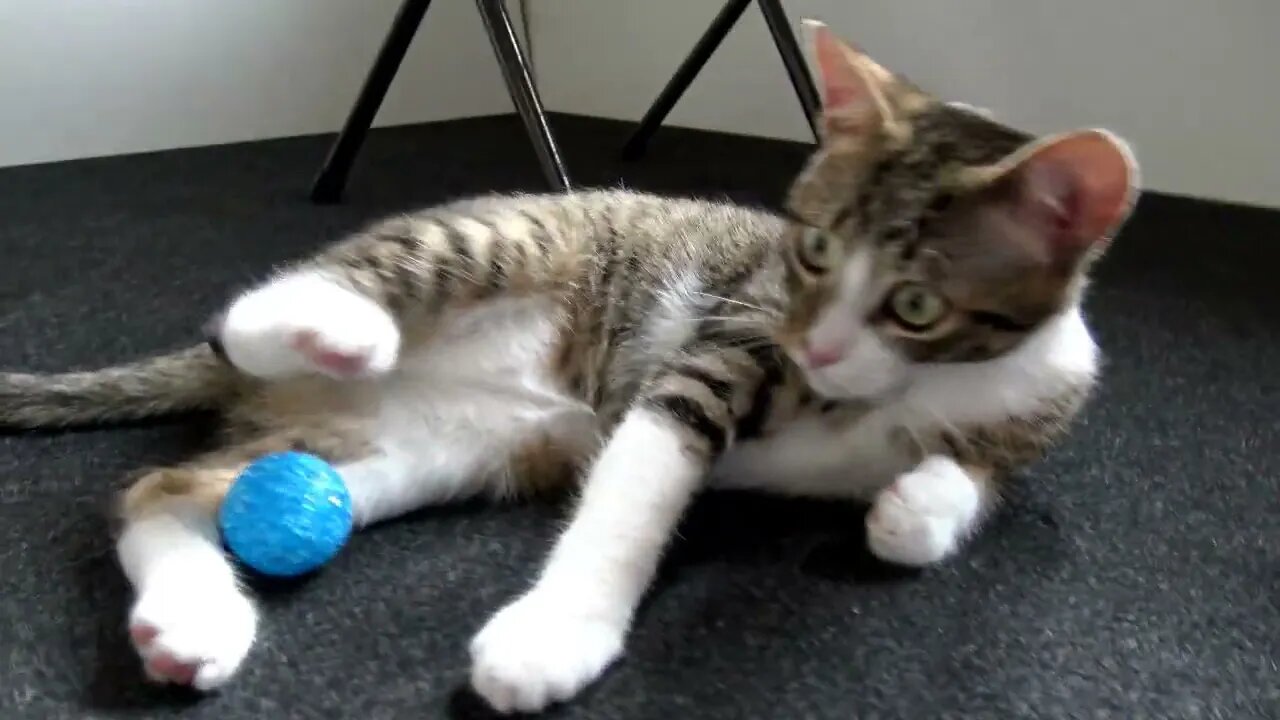 Clever Fuzz Ball Plays Football