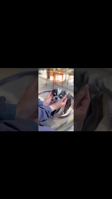 Watch This Chihuahua Do the Unexpected!