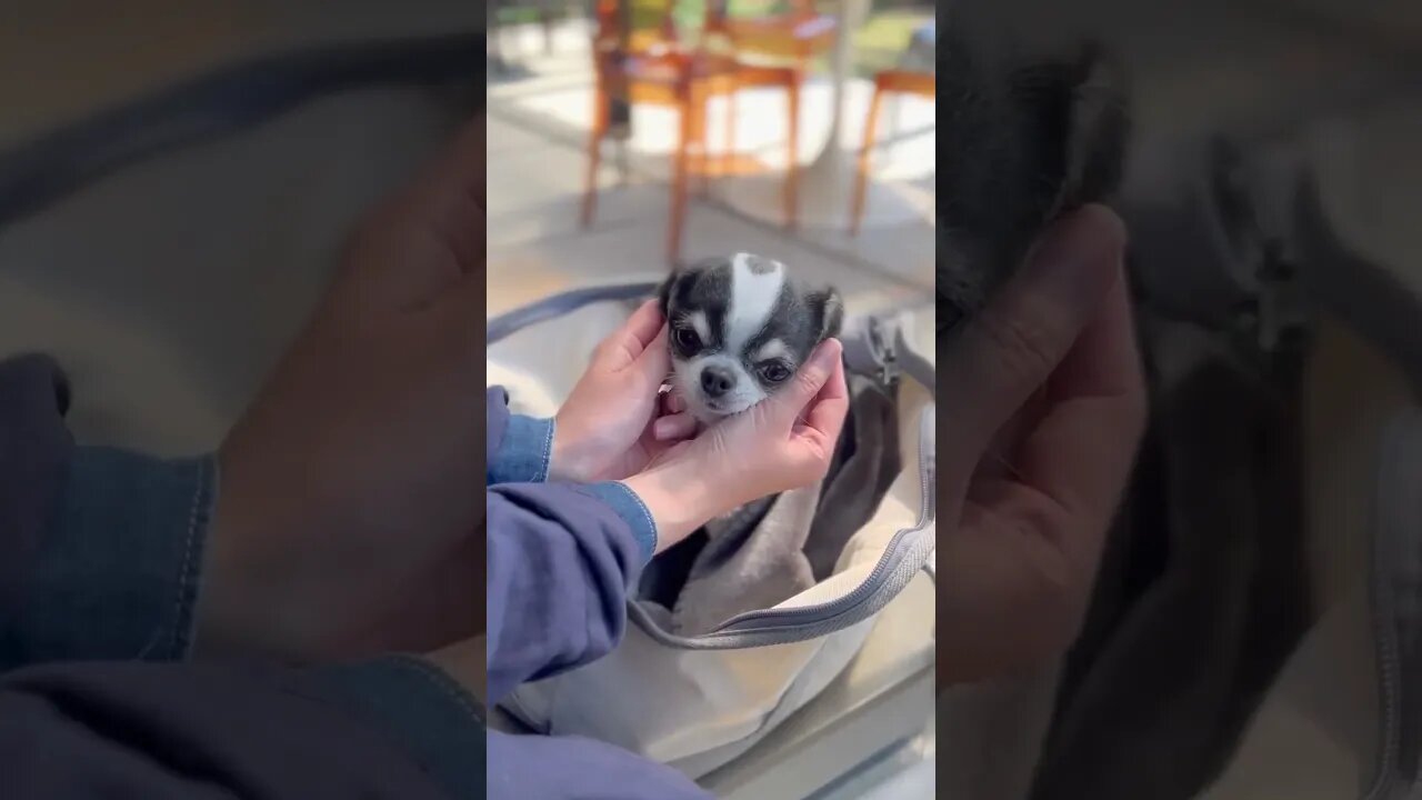 Watch This Chihuahua Do the Unexpected!
