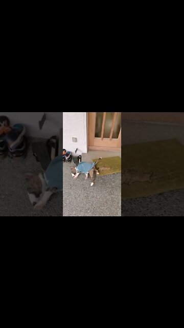 cute Puppy dont like swetshirt, funny dog video, English Bull Terrier puppy