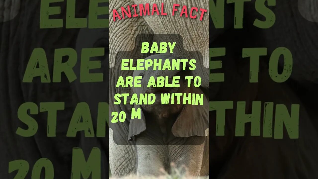 🐘Discover Fascinating Animal Facts👀 #shorts #shortsfact #animalfacts #funfactsshorts #elephant