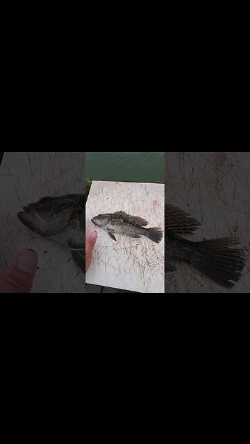 Close up of baby Seabass