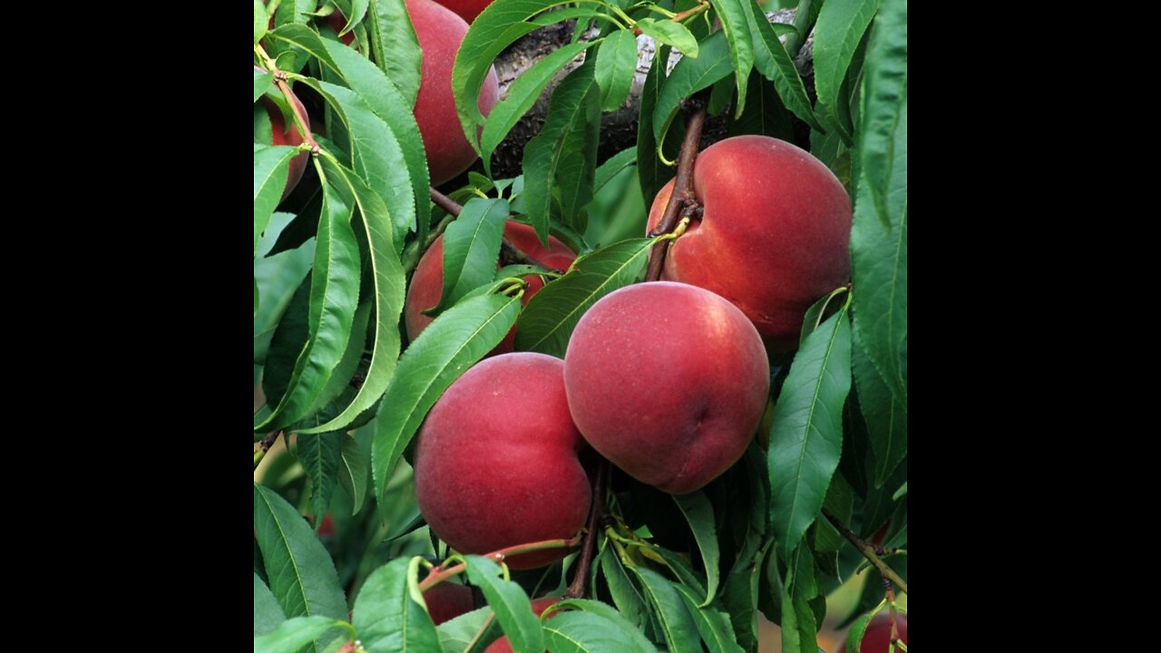 Amazing arbre fruitier marrocan peach