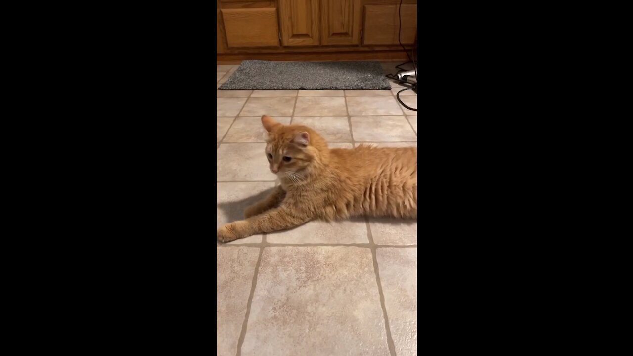 cat's fun reaction😂