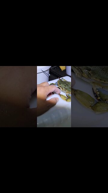 Got me another soft shell 100% blue crab!!