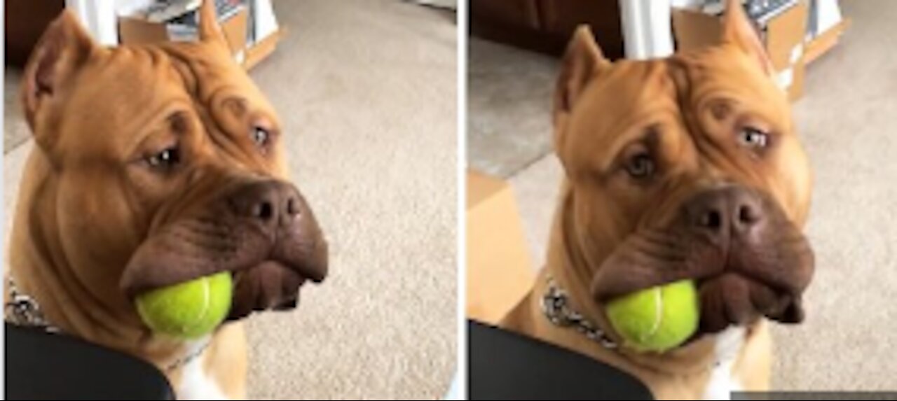 Massive pit bull holds Ball in the side of his mouth