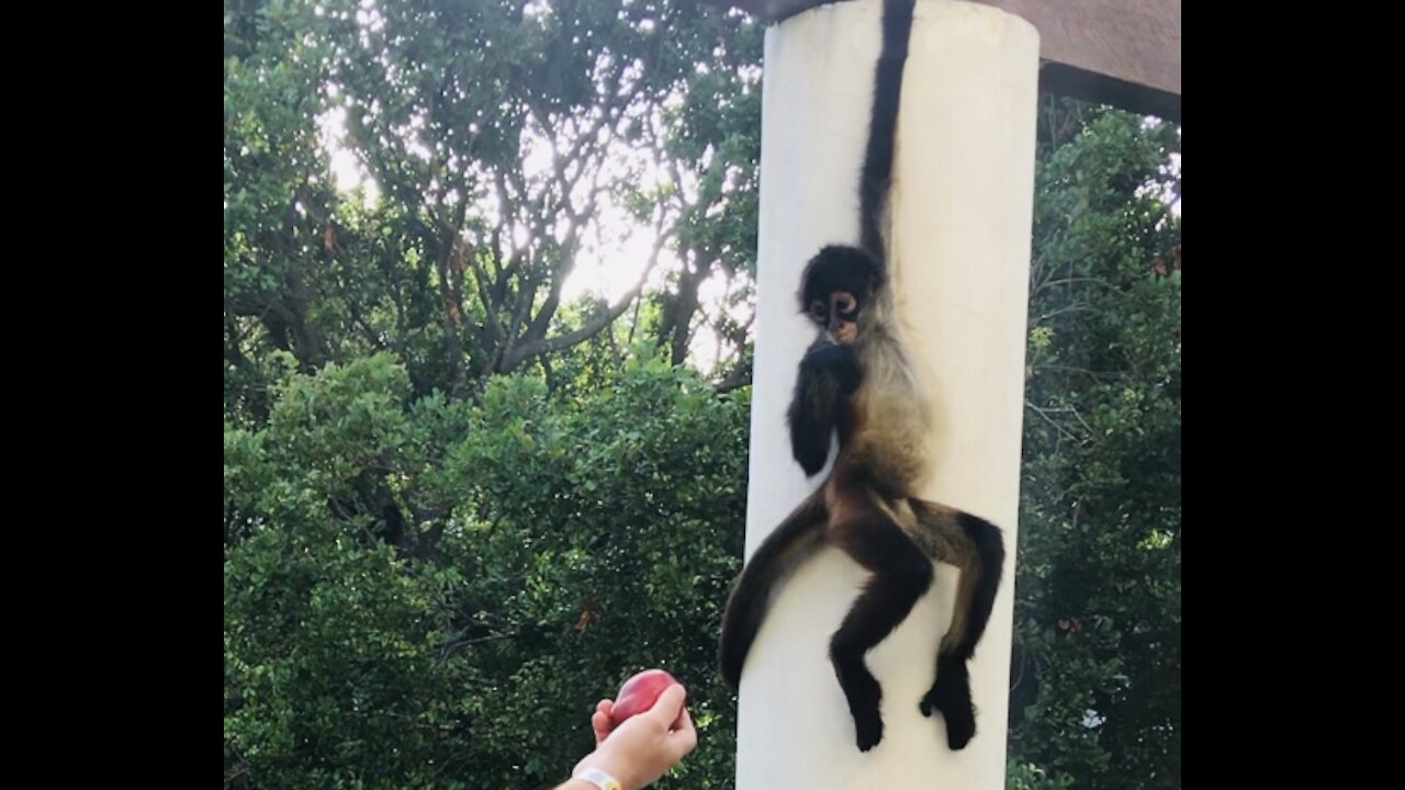 Xcaret Spider Monkey 2021