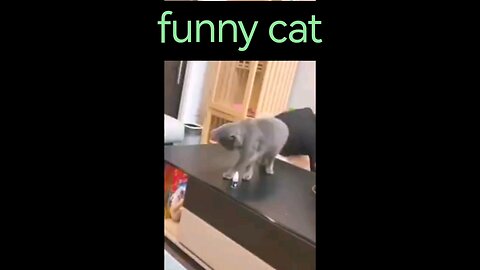 funny cat