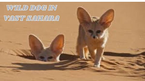 DISCOVERING THE SMALLEST WILD DOG..