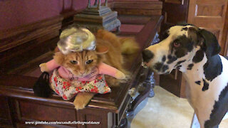 Great Dane Keeps His Distance From Cat In Walking Grannie Halloween Costume