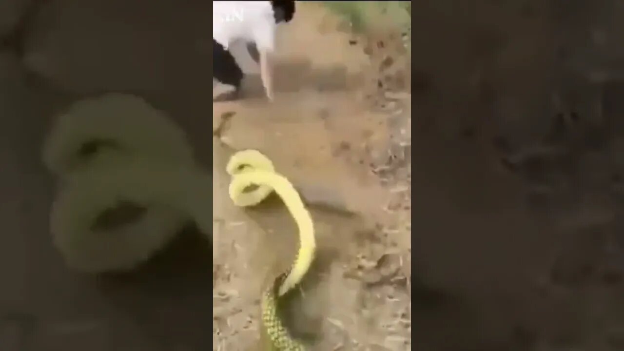 Snake prank 🐉 #funny #funnyvideos #prank