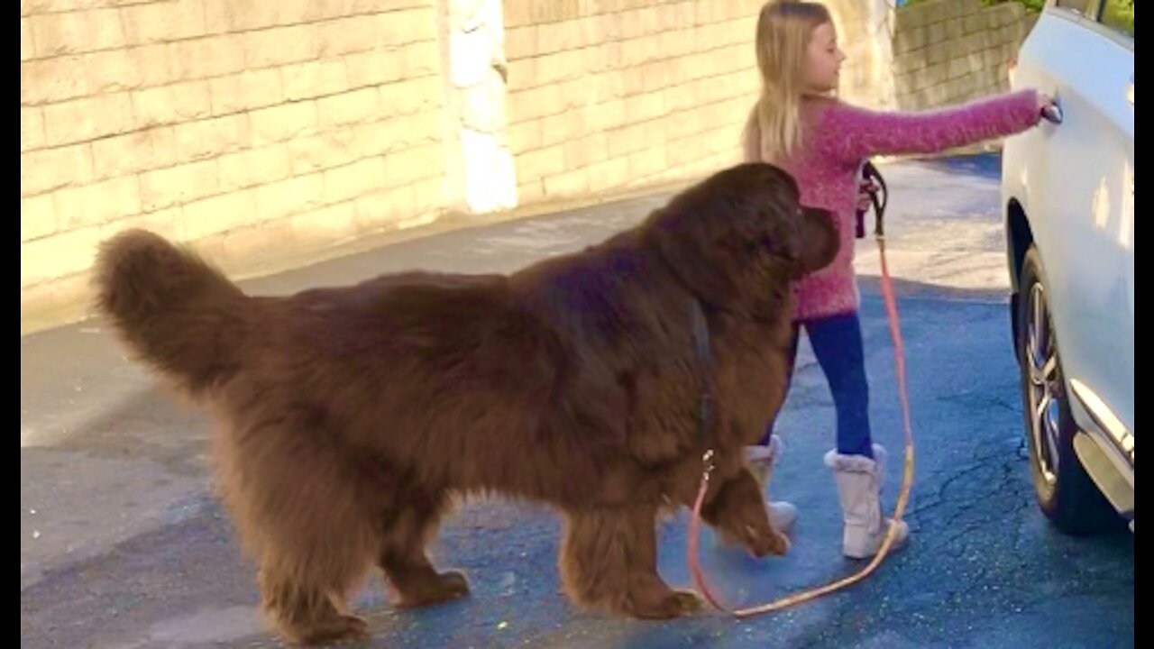 Huge Newfoundland is absolutely ecstatic for a car ride