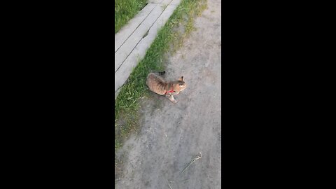 Masya lying on the road on the rocks