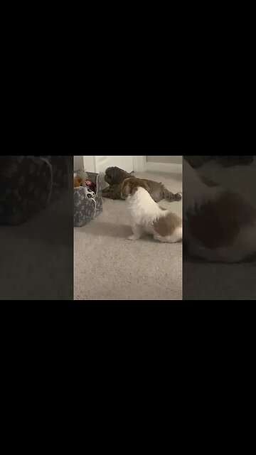 Max and Emmie waiting on me to wakeup #shorts