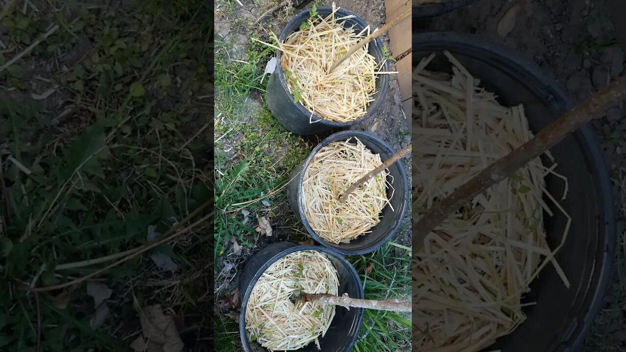 Trying To Grow Some Tomatoes In Containers #garden #shorts #gardening #tomatoes #diy