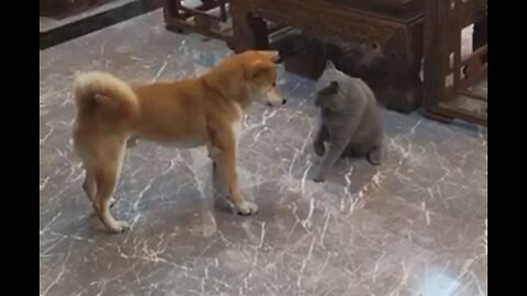 Cat and Dog Funny Fighting Video