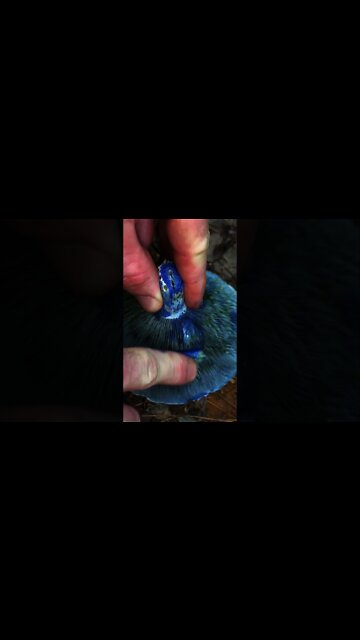 Indigo Milk Cap Mushroom. Foraging wild edible mushrooms #shorts