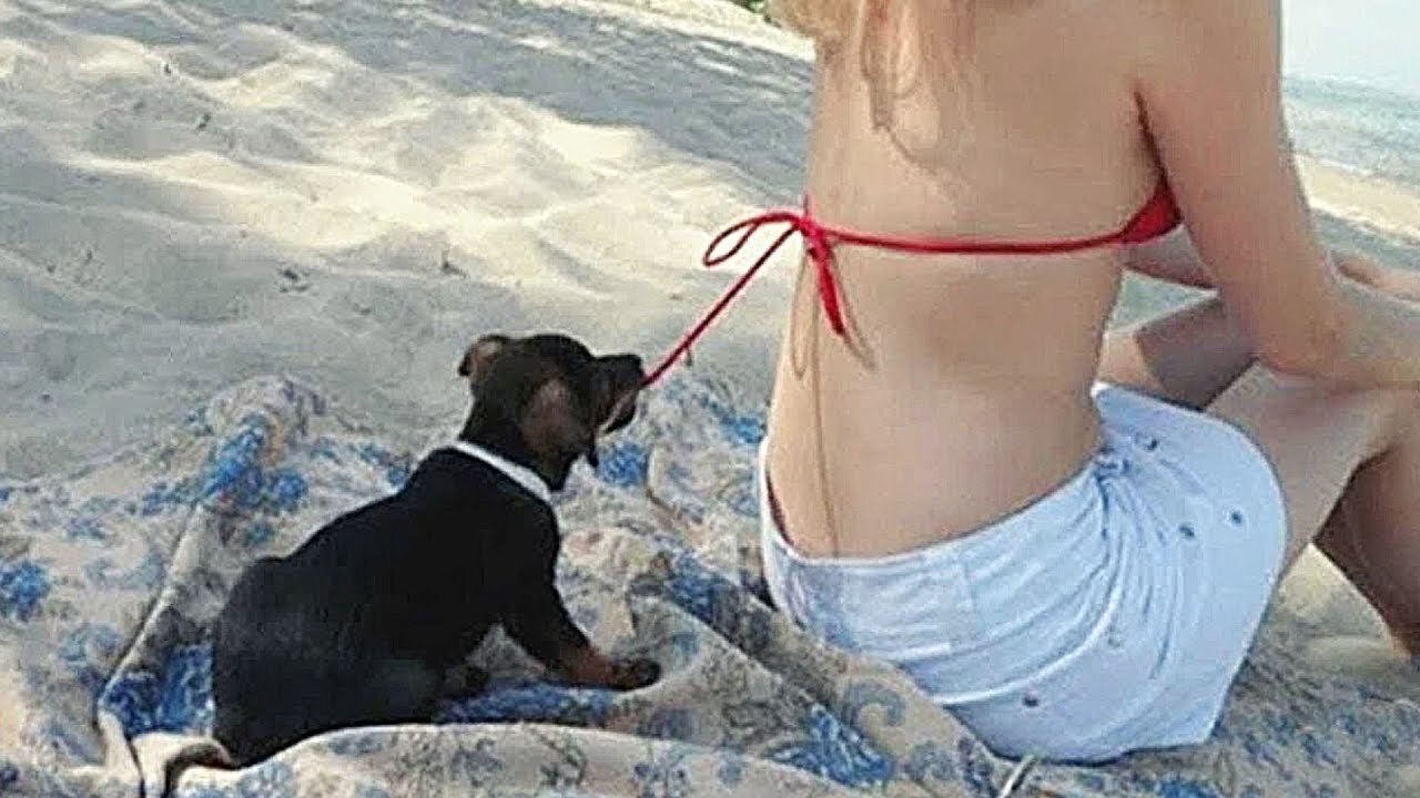 best funny dog videos in 2021,funny animal video try not to laugh best funny videos 2021 Episode 80,