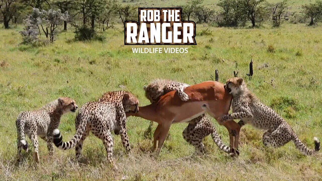 Young Cheetahs Learning To Take Down Large Prey | Lalashe Maasai Mara Safari