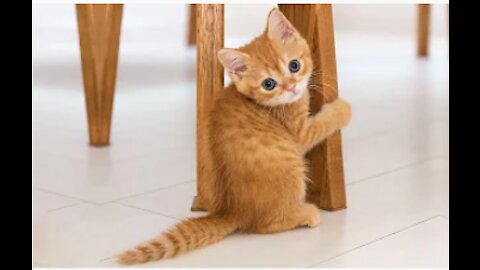 Funny cat videos/FAIL ( CUTE)