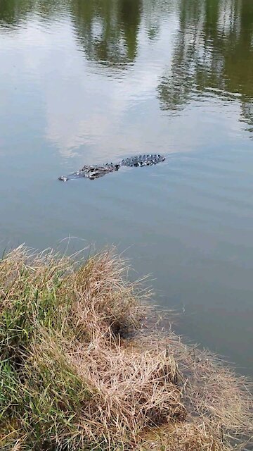 Florida Alogator Wants Snack