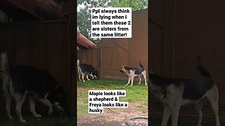 Husky Shepherd Mixs Look Completely Different #dog #doggo #cute #shepsky #huskymix #cutedog #shorts