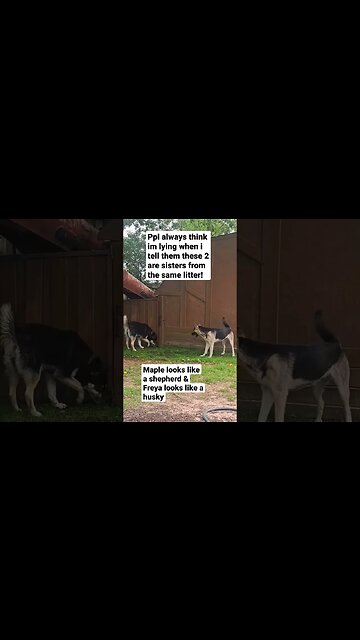 Husky Shepherd Mixs Look Completely Different #dog #doggo #cute #shepsky #huskymix #cutedog #shorts