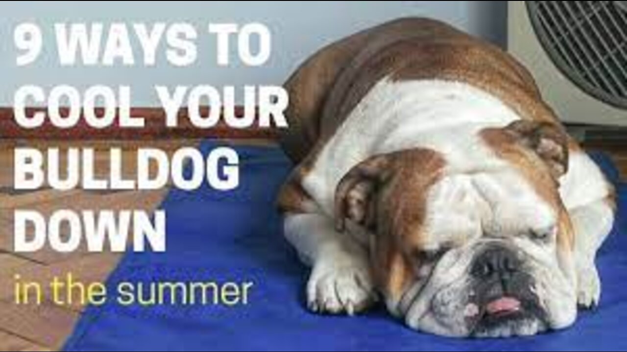 9 ways to cool your Bulldog down