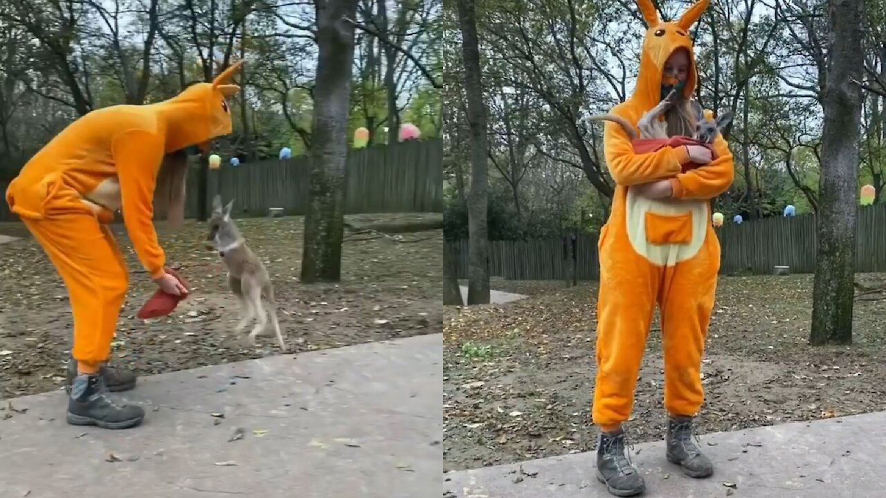 kangaroo dancing with mom