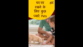 घर पर रखने के लिए टॉप 4 बेस्ट Pets