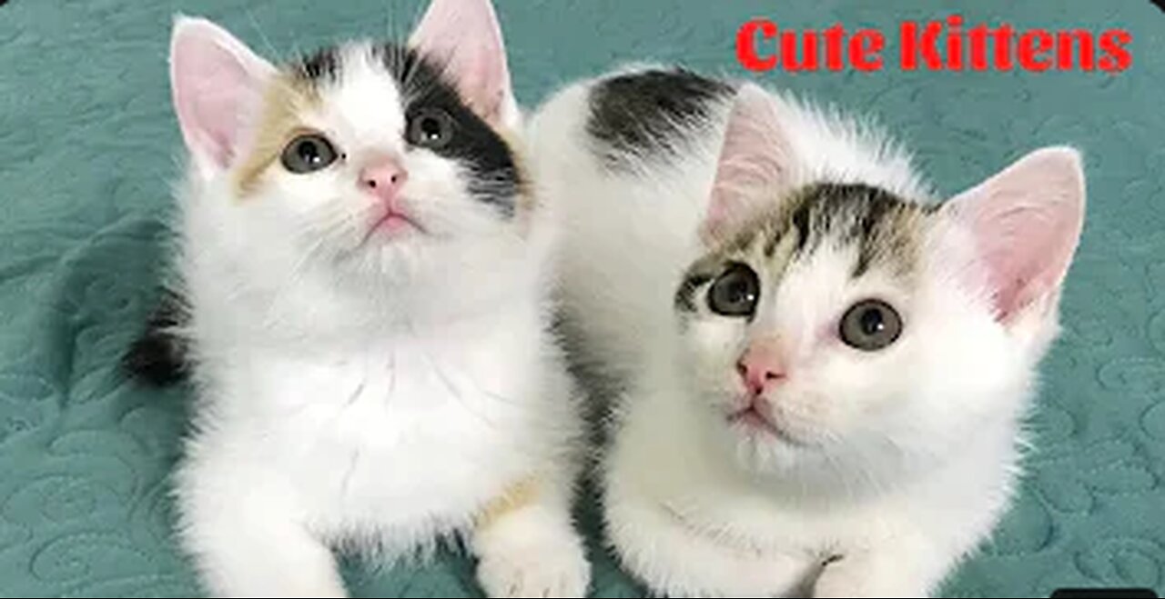 Cute Kittens - Funny and Cute Cat Videos Compilation 2024